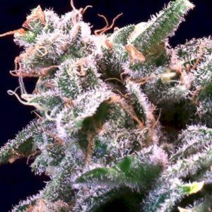 Banana Cream Sundae Feminized Seeds