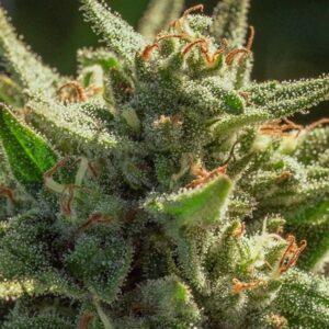 Cheetah Fat FAST Feminized Seeds