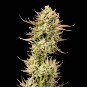 Gorilla Jealousy F1 feminized Seeds