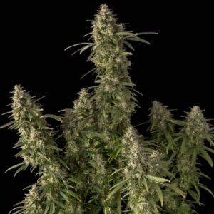 Pineapple OG Auto feminized Seeds