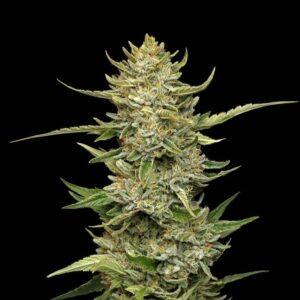 Sour Diesel Auto feminized Seeds