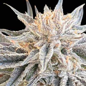 Alaskan Do-Si-Dos feminized Seeds