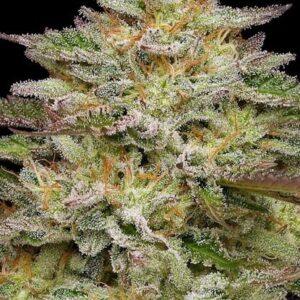 Golden Sands feminized Seeds