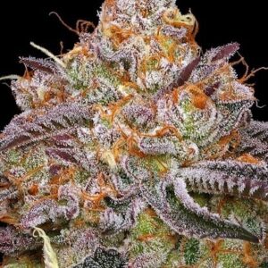 Granny Candy feminized Seeds