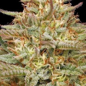 Orange Creampop feminized Seeds