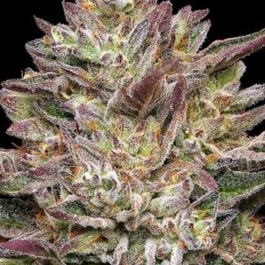 Guzzlerz feminized Seeds