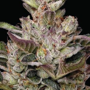 Donutz feminized Seeds