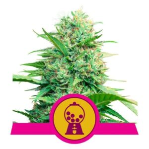 Pink Runtz feminized Seeds