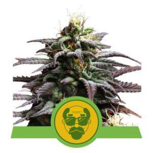 Granddaddy Purple Auto feminized Seeds