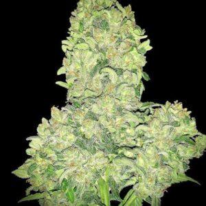 Alien Otto Auto feminized Seeds
