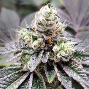 Coco-Nutty feminized Seeds