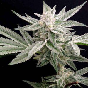 Jungleberry Haze feminized Seeds