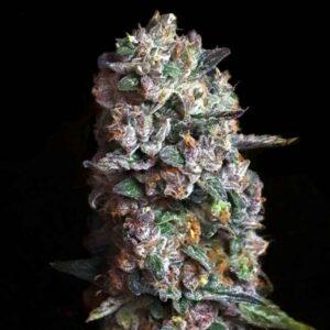 Pink Slurpee feminized Seeds