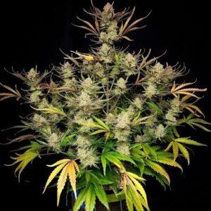 Apple Strudel Auto feminized Seeds