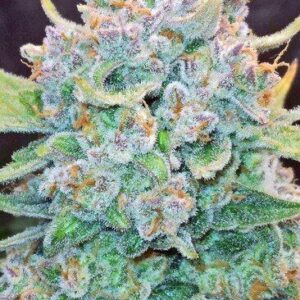 Papaya Cookies Auto feminized Seeds