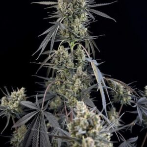 Pound Cake Auto feminized Seeds