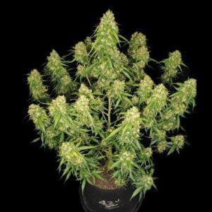 Sour Jealousy Auto feminized Seeds