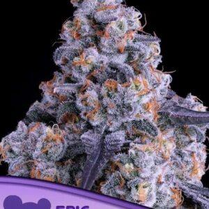 Epic Buzz Auto feminized Seeds