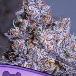 Frozen Black Cherry Auto feminized Seeds