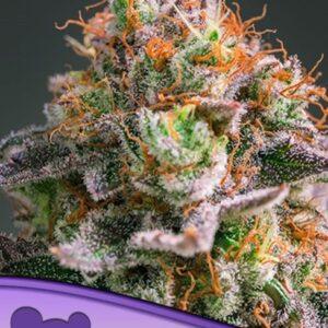 Apricot Oreoz feminized Seeds