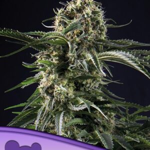 Big Bazooka feminized Seeds