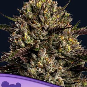 Chimera Cut feminized Seeds
