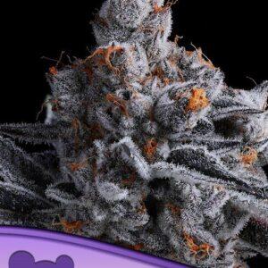 High Mars feminized Seeds