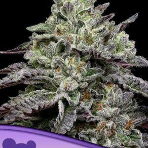 Smashberry Fumez feminized Seeds