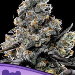 Violet Face Feminized Seeds