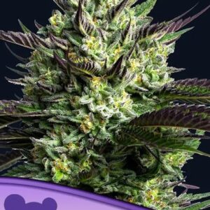 WHAM BOOM feminized Seeds