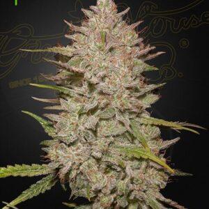 Chemical Candy Auto feminized Seeds