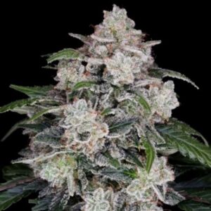Mac N Me Auto feminized Seeds