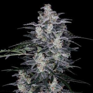 MacNana Auto feminized Seeds