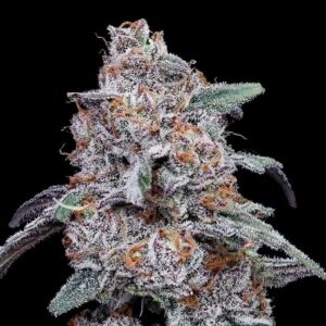 Purple People Eater Auto feminized Seeds