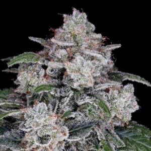 Return of the Mac Auto feminized Seeds