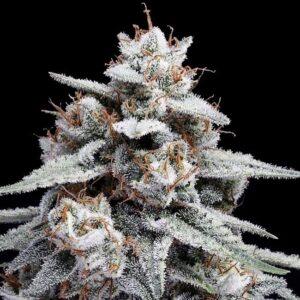 Skywalker Kush Auto feminized Seeds