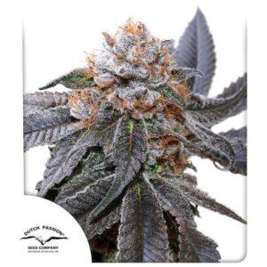 Blue Zushi feminized Seeds