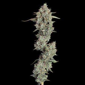Everglades OG Auto feminized Seeds