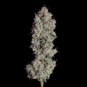 Shortcut Auto feminized Seeds