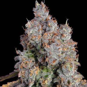 Candy Games #25 feminized Seeds