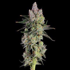 Equilibrium feminized Seeds