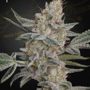 Super Lemon Haze x RS11 feminized Seeds