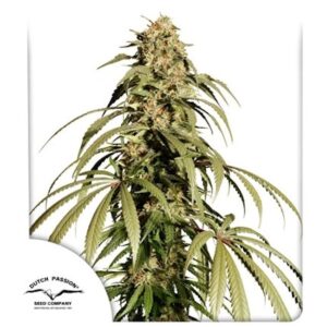 Ice Cream Haze Regular Seeds
