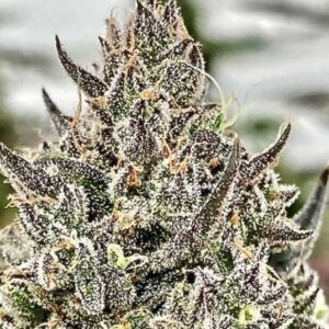 Cheetah the Hut Feminized Seeds