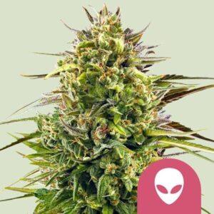 Alien OG feminized Seeds