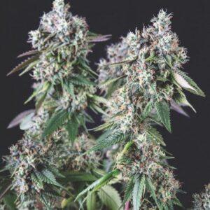 Mendocino Purple Kush feminized Seeds