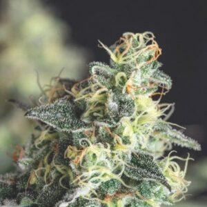 Lemon Larry OG feminized Seeds