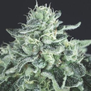 Gelato feminized Seeds