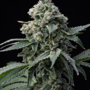 Bruce Banner Feminized Seeds