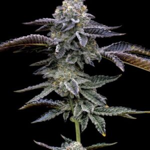 Blue Dream Feminized Seeds